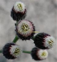  Capitula